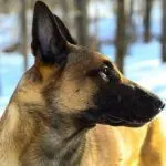 How military dogs are trained